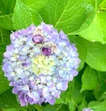 Medium GUM DROP™ Earrings with Deep Citrine and Pink Topaz and Diamonds