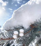 Yellow Gold Pear Drop Earring with White Jade and Bezel Set Turquoise Accent